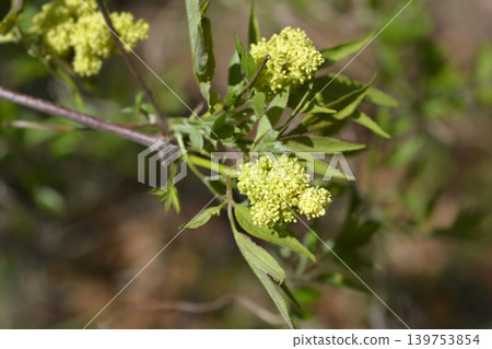 Clusters of yellowish green red elderberry flowers in spring Clusters of yellowish green red elderberry flowers in spring 139753854