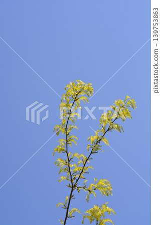Honey locust tree branches against blue sky Honey locust tree branches against blue sky 139753863