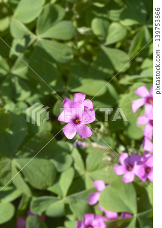 Pink sorrel flowers with green leaves Pink sorrel flowers with green leaves 139753866