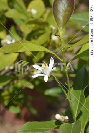 Volkamer lemon blossom on a branch Volkamer lemon blossom on a branch 139753872