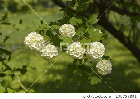 Red Guelder Rose Red Guelder Rose 139753891