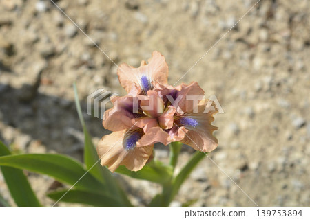 Standard Dwarf Bearded Iris Chanted blooming in a garden Standard Dwarf Bearded Iris Chanted blooming in a garden 139753894