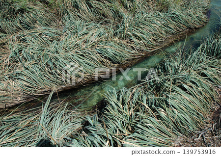 Clear Stream Flowing Through Thick Water Sedge Clear Stream Flowing Through Thick Water Sedge 139753916