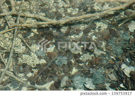 Submerged Grey and Brown Leaves 139753917