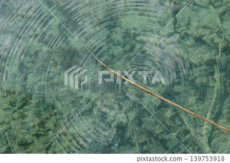 Reed Tip Creating Ripples in Clear Water Reed Tip Creating Ripples in Clear Water 139753918