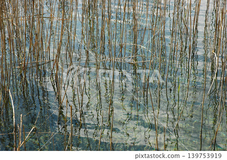 Dry Reeds in Clear Turquoise Water Dry Reeds in Clear Turquoise Water 139753919