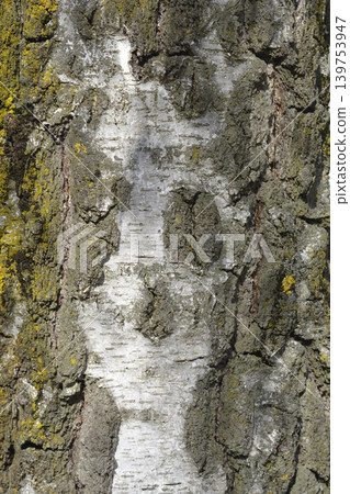 Common birch Common birch 139753947