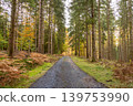 During autumn, an track runs through nature between the trees. 139753990