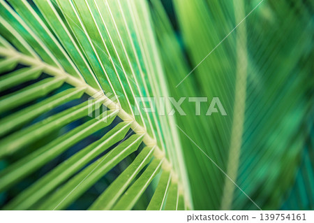 Palm leaf macro sunshine beautiful nature botany wallpaper abstract outdoors natural closeup breathtaking stunning dreamy ethereal luminous vibrant lush tropical green fresh organic texture 139754161