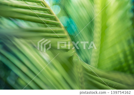 Outstanding palm leaf macro breathtaking stunning dreamy ethereal luminous vibrant lush tropical green fresh organic texture nature botany wallpaper abstract closeup artistic sunshine outdoor backgrou 139754162