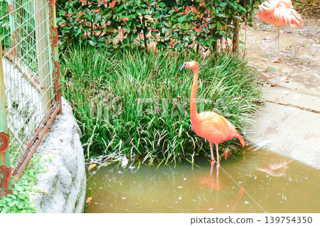 A vibrant flamingo stands by the water's edge. A vibrant flamingo stands by the water's edge. 139754350