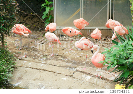 The flamingos enjoying a peaceful time resting in a flock. The flamingos enjoying a peaceful time resting in a flock. 139754351