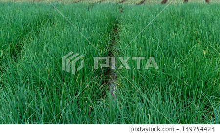 Scenic wide shot of a lush leek and green onion crop field under a cloudy blue sky. Scenic wide shot of a lush leek and green onion crop field under a cloudy blue sky. 139754423
