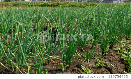 Scenic wide shot of a lush leek and green onion crop field under a cloudy blue sky. Scenic wide shot of a lush leek and green onion crop field under a cloudy blue sky. 139754425