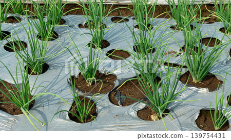 Scenic wide shot of a lush leek and green onion crop field under a cloudy blue sky. Scenic wide shot of a lush leek and green onion crop field under a cloudy blue sky. 139754431