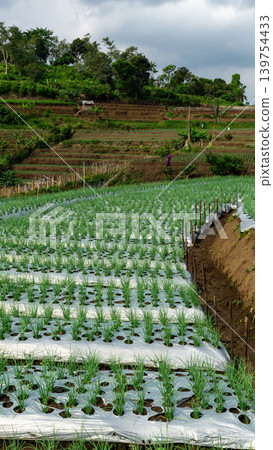 Scenic wide shot of a lush leek and green onion crop field under a cloudy blue sky. Scenic wide shot of a lush leek and green onion crop field under a cloudy blue sky. 139754433