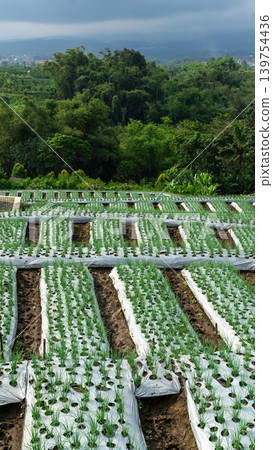 Scenic wide shot of a lush leek and green onion crop field under a cloudy blue sky. Scenic wide shot of a lush leek and green onion crop field under a cloudy blue sky. 139754436