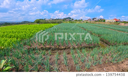 Scenic wide shot of a lush leek and green onion crop field under a cloudy blue sky. Scenic wide shot of a lush leek and green onion crop field under a cloudy blue sky. 139754438