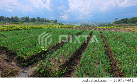 Scenic wide shot of a lush leek and green onion crop field under a cloudy blue sky. 139754441
