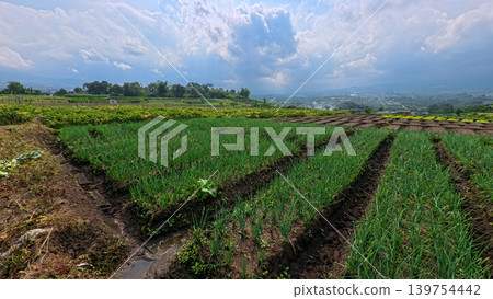 Scenic wide shot of a lush leek and green onion crop field under a cloudy blue sky. 139754442