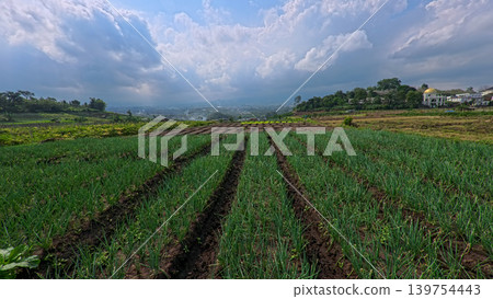 Scenic wide shot of a lush leek and green onion crop field under a cloudy blue sky. Scenic wide shot of a lush leek and green onion crop field under a cloudy blue sky. 139754443