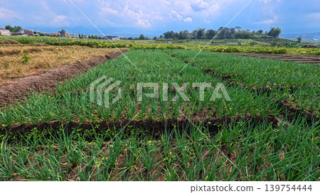Scenic wide shot of a lush leek and green onion crop field under a cloudy blue sky. 139754444