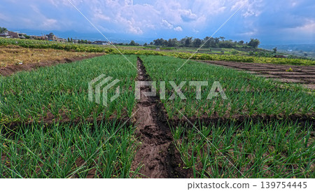 Scenic wide shot of a lush leek and green onion crop field under a cloudy blue sky. 139754445
