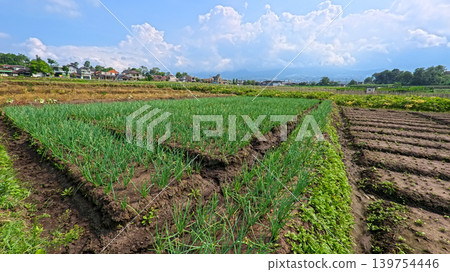 Scenic wide shot of a lush leek and green onion crop field under a cloudy blue sky. Scenic wide shot of a lush leek and green onion crop field under a cloudy blue sky. 139754446