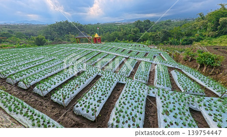 Scenic wide shot of a lush leek and green onion crop field under a cloudy blue sky. 139754447
