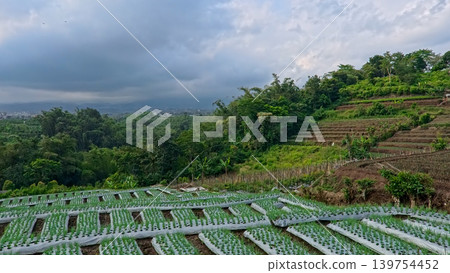 Scenic wide shot of a lush leek and green onion crop field under a cloudy blue sky. 139754452