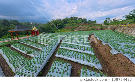 Scenic wide shot of a lush leek and green onion crop field under a cloudy blue sky. 139754453