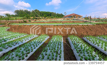 Scenic wide shot of a lush leek and green onion crop field under a cloudy blue sky. 139754457