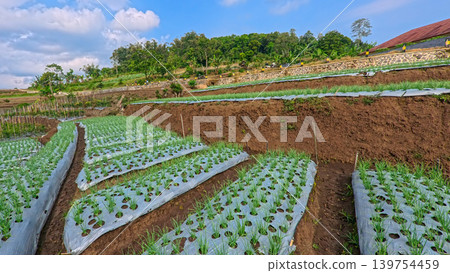 Scenic wide shot of a lush leek and green onion crop field under a cloudy blue sky. 139754459