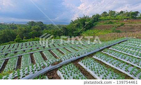 Scenic wide shot of a lush leek and green onion crop field under a cloudy blue sky. Scenic wide shot of a lush leek and green onion crop field under a cloudy blue sky. 139754461