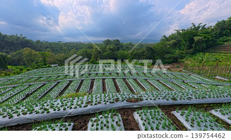 Scenic wide shot of a lush leek and green onion crop field under a cloudy blue sky. Scenic wide shot of a lush leek and green onion crop field under a cloudy blue sky. 139754462