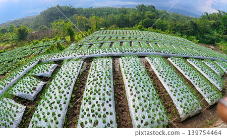 Scenic wide shot of a lush leek and green onion crop field under a cloudy blue sky. Scenic wide shot of a lush leek and green onion crop field under a cloudy blue sky. 139754464