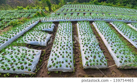 Scenic wide shot of a lush leek and green onion crop field under a cloudy blue sky. 139754465