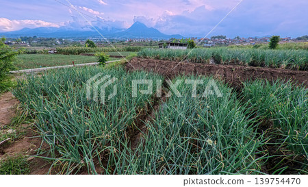 Scenic wide shot of a lush leek and green onion crop field under a cloudy blue sky. Scenic wide shot of a lush leek and green onion crop field under a cloudy blue sky. 139754470