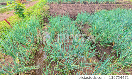 Scenic wide shot of a lush leek and green onion crop field under a cloudy blue sky. 139754471