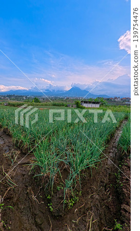 Scenic wide shot of a lush leek and green onion crop field under a cloudy blue sky. 139754476