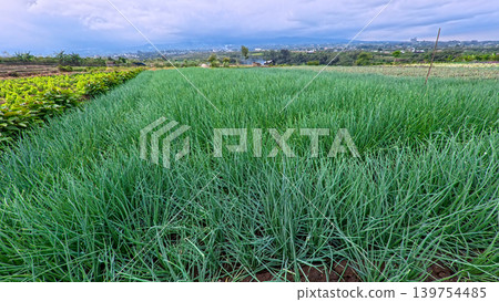 Scenic wide shot of a lush leek and green onion crop field under a cloudy blue sky. 139754485