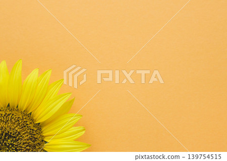 Beautiful sunflower on peach background. Place for text. Beautiful sunflower on peach background. Place for text. 139754515