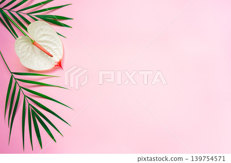 Pink pastel background with tropical leaves and anthurium flower. Flat lay. Place for text. Pink pastel background with tropical leaves and anthurium flower. Flat lay. Place for text. 139754571