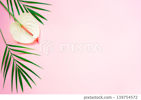 Pink pastel background with tropical leaves and anthurium flower. Flat lay. Place for text. Pink pastel background with tropical leaves and anthurium flower. Flat lay. Place for text. 139754572