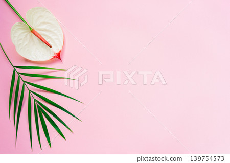 Pink pastel background with palm leaf and anthurium flower. Flat lay. Place for text. Pink pastel background with palm leaf and anthurium flower. Flat lay. Place for text. 139754573