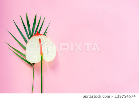 Pink pastel background with palm leaf and anthurium flower. Flat lay. Place for text. Pink pastel background with palm leaf and anthurium flower. Flat lay. Place for text. 139754574