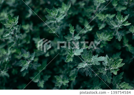 Green leaves. Leaf texture green background.Chrysanthemum leaves. Green leaves. Leaf texture green background.Chrysanthemum leaves. 139754584