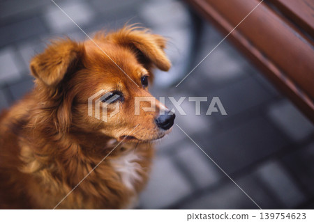 Adorable red dog near a bench in a city park. Adorable red dog near a bench in a city park. 139754623