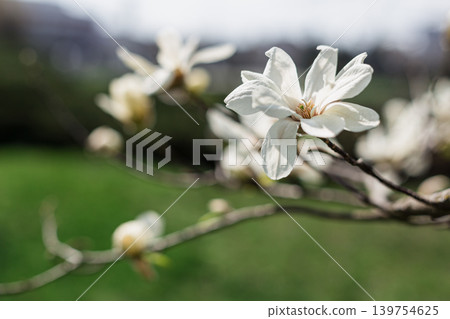 Beautiful white magnolia flowers. Beautiful white magnolia flowers. 139754625