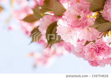 Amazing cherry blossoms on the Sakura tree. Amazing cherry blossoms on the Sakura tree. 139754626